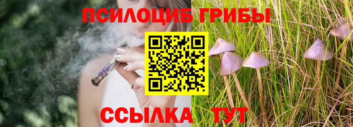 Псилоцибиновые грибы Psilocybe Петропавловск-Камчатский